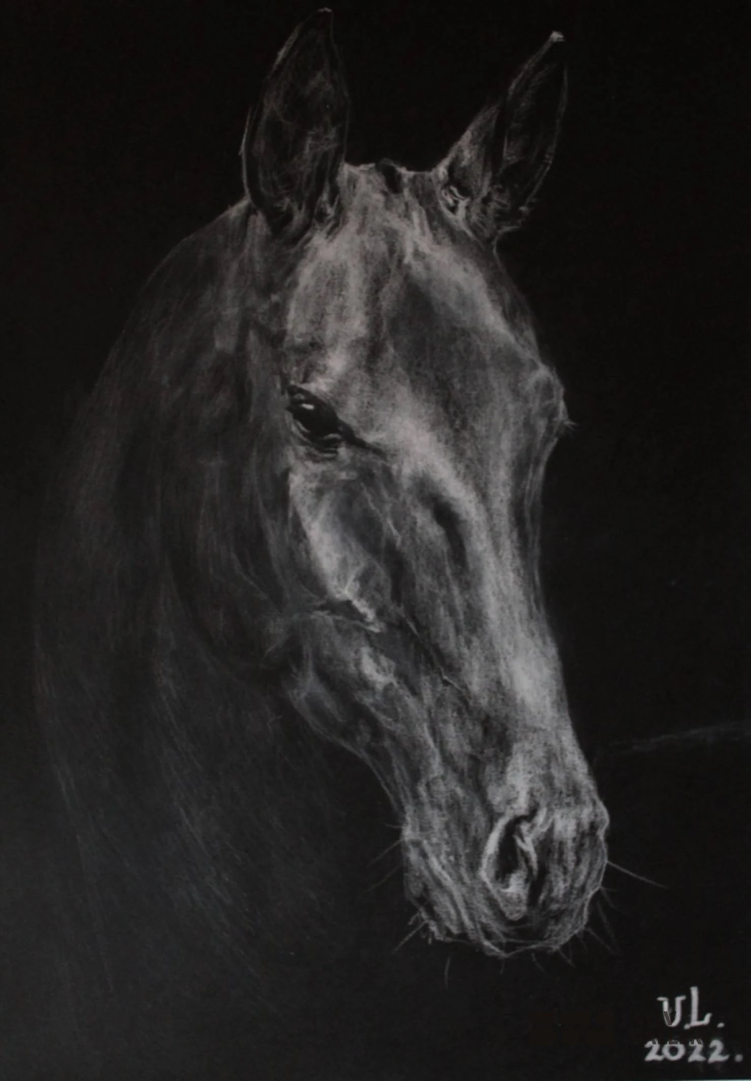 “Akhal-Teke”, pencil, paper — Yulia Lychagina